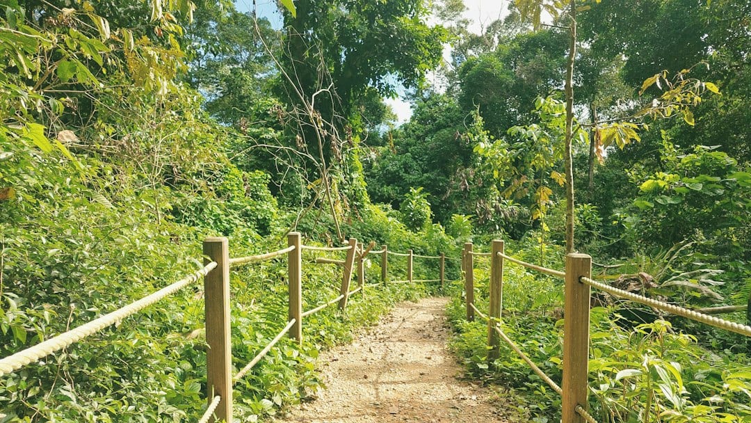 Lush green nature trail at Lower Peirce Reservoir